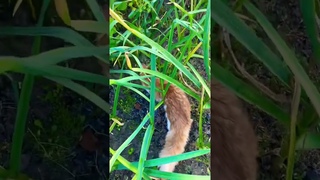 «Чеснок» 🧄 Лиса Мия 🦊