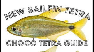New Sailfin Tetra Found In Colombia + Chocó Tetra Guide