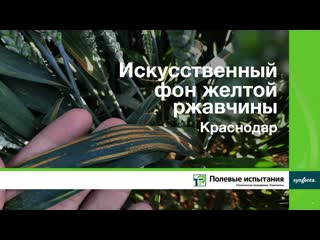 Искусственный фон желтой ржавчины, Краснодар