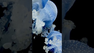 Hanh Nhan | Jellyfish are so beautiful, pretty