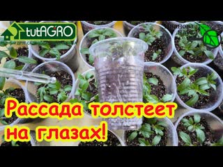 Дайте рассаде эту БОМБИЧЕСКУЮ подкормку и даже ХИЛАЯ рассада станет КРЕПКОЙ!