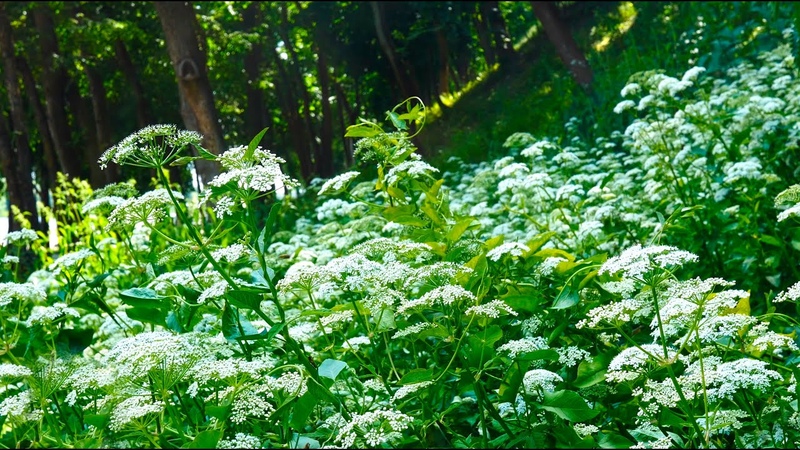 Birds singing in a forest ravine. Background sounds of nature for relax. White noise, for