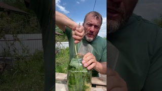 Это вам не Coca-Cola! Наш древнейший напиток - Сурица. Вкусный, полезный. Делаю своими руками🙌