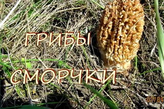 Первые весенние грибы. Грибы сморчки.