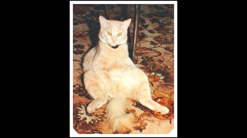 MESSAGES DE LAU DELA PRINCE MON CHAT ME DONNE ENCORE UNE