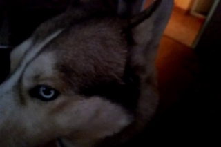 HUSKY  FILKA