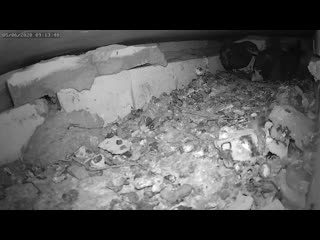 Голубь кормит вылупившегося птенца 1 - The pigeon feeds the hatched chick 1