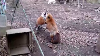 Foxes Gekkering